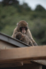 Monkeys in Iwatayama Monkey Park