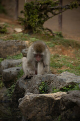 Iwatayama Monkey Park