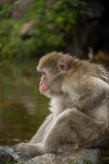 Iwatayama Monkey Park
