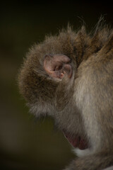 Monkeys in Iwatayama Monkey Park