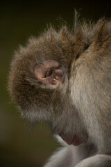 Iwatayama Monkey Park