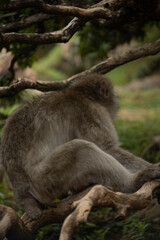 Monkeys in Iwatayama Monkey Park