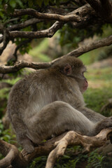 Iwatayama Monkey Park