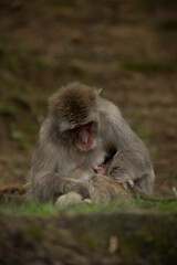 Iwatayama Monkey Park