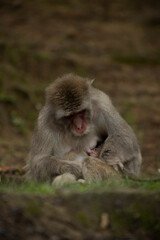 Monkeys in Iwatayama Monkey Park