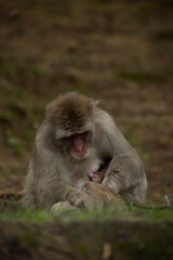 Iwatayama Monkey Park