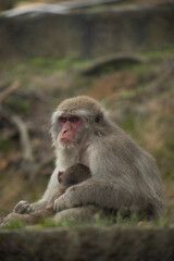 Iwatayama Monkey Park