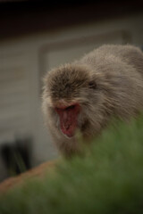 Iwatayama Monkey Park