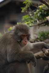 Monkeys in Iwatayama Monkey Park