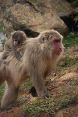 Iwatayama Monkey Park