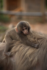 Monkeys in Iwatayama Monkey Park