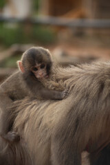 Obraz premium Iwatayama Monkey Park