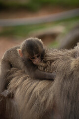 Monkeys in Iwatayama Monkey Park