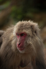 Iwatayama Monkey Park