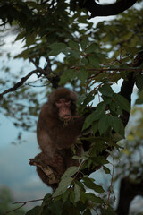Iwatayama Monkey Park