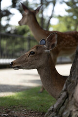 Deer in Nara Deer Park