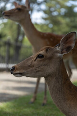 Obraz premium Deer in Nara Deer Park