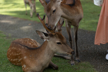 Deer in Nara Deer Park