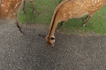 Deer in Nara Deer Park