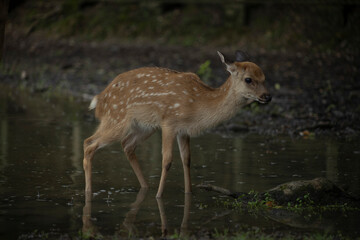 Deer in Nara Deer Park