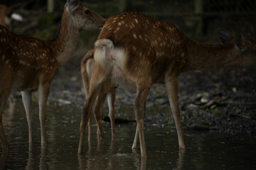 Deer in nara deer park