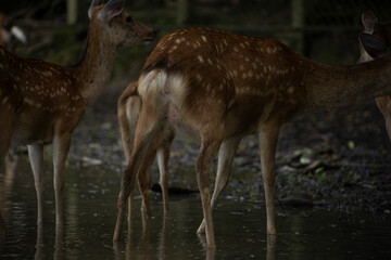 Deer in Nara Deer Park