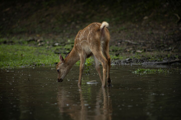 Deer in nara deer park