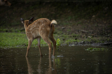 Deer in nara deer park
