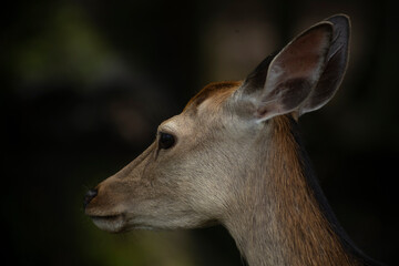 Deer in nara deer park