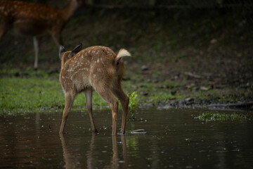 Deer in nara deer park