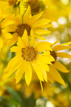 Goldsturm Black-Eyed Susan