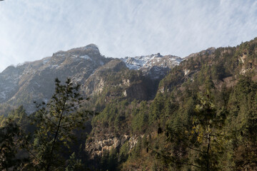 Pine trees frame the snow-capped peaks of a mountain range, showcasing the immense scale and natural beauty of the himalayan region