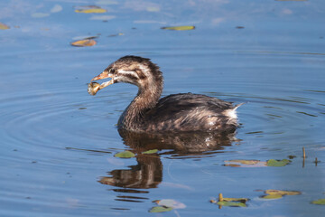 Pie Billed Griebe swimming, diving, feeding and preening on marsh pond in bright summer sun