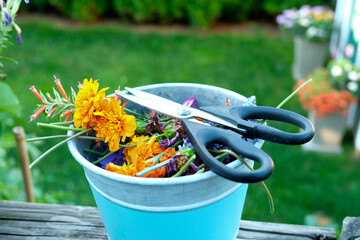 Concept of pruning and deadheading of spent flowers in the garden.