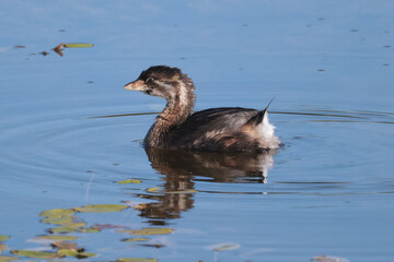 Pie Billed Griebe swimming, diving, feeding and preening on marsh pond in bright summer sun