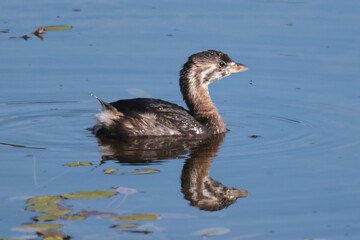 Pie Billed Griebe swimming, diving, feeding and preening on marsh pond in bright summer sun