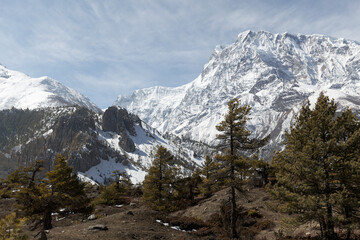 Obraz premium Thriving pine trees on mountainside with snow-capped peaks in nepal. Tranquil wilderness for outdoor enthusiasts. Stunning landscape for trekking and hiking