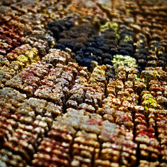 Closeup of a Stump