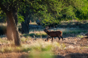 Red deer, Male roaring in La Pampa, Argentina, Parque Luro, Nature Reserve