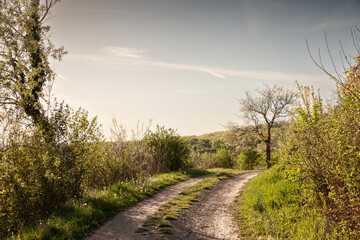 A countryside path in Fruska Gora, Serbia, surrounded by greenery and trees, offering a scenic and peaceful route through the natural landscape.
