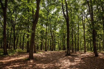 Fototapeta premium A serene view of the forest in Fruska Gora, Serbia. The image showcases the dense foliage and tall trees, creating a tranquil and natural atmosphere.