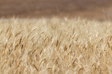 Golden wheat fields in Spain.