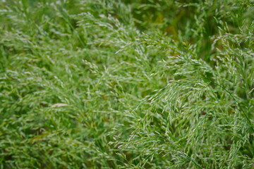 Detail of the green part of the fine grass.