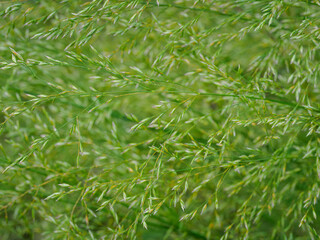 Detail of the green part of the fine grass.