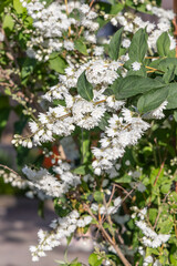 White flowering bushes in a Spanish park.