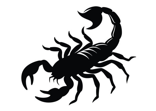 black scorpion silhouette on white background