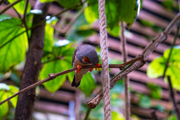 Bird on a tree branch that scratches with a beautiful view of the summer garden in the background