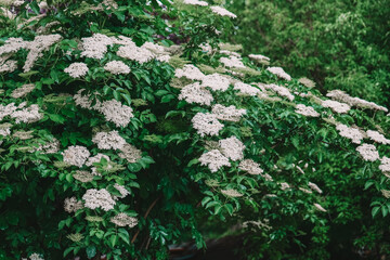 White flowers caps of elderberry bush.Black elderberry flowers on branches background.Sambucus...