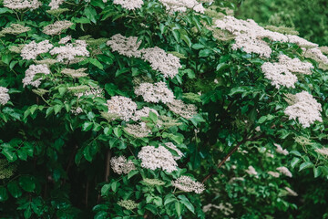 flowers caps of elderberry bush.Black elderberry flowers on branches background.Sambucus bush....