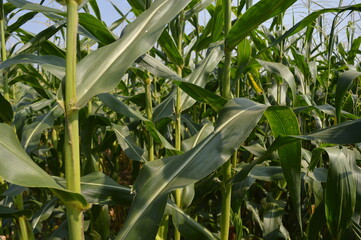 Obraz premium corn in the field